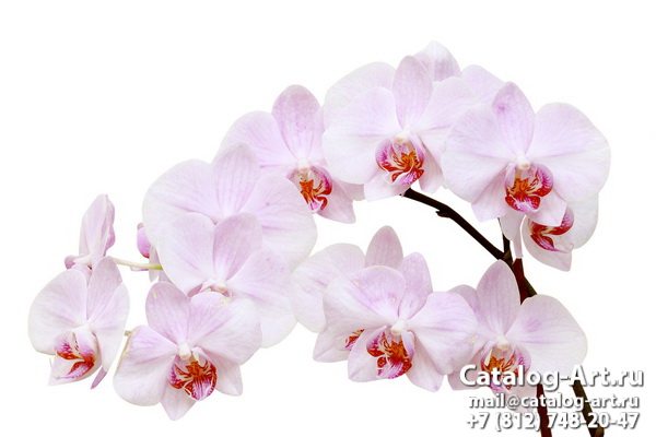 Натяжные потолки с фотопечатью - Розовые орхидеи 40